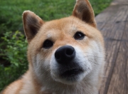 雷火电竞网站-慈善赛奇观，萨拉赫单骑戏红魔，库尔图瓦十连扑定乾坤