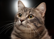 雷火电竞下载-当欧冠的生死时速遇见国家队的唯一生路，论唯一性如何在两场焦点战中同时上演