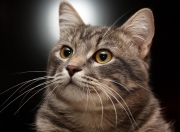 雷火电竞下载-当欧冠的生死时速遇见国家队的唯一生路，论唯一性如何在两场焦点战中同时上演