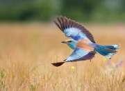 雷火电竞亚洲先驱-跨界风暴，美加墨世界杯焦点战中的雄鹿封锁独行侠篮球对决