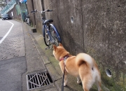 雷火电竞简介-雷霆撕裂北境，贝恩生死时刻接管西决，率队硬仗破猛龙