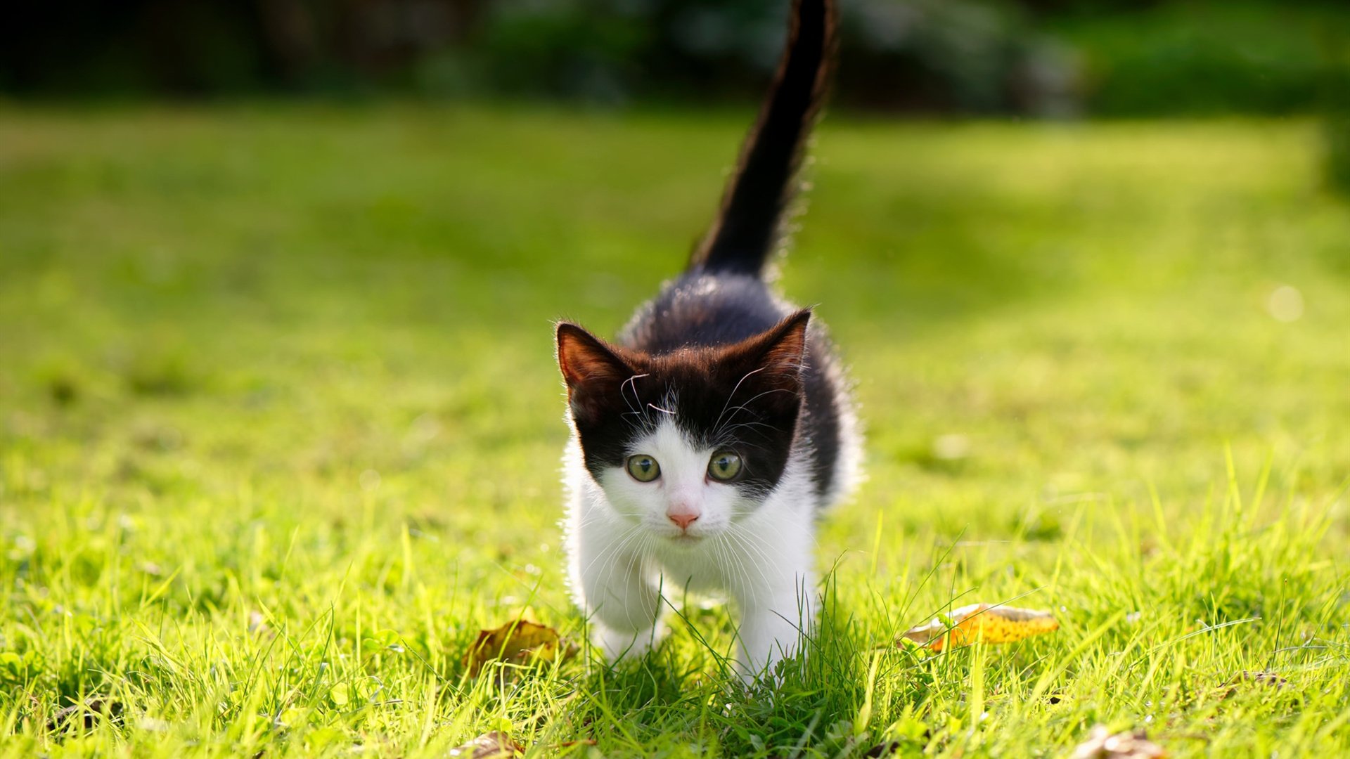 猎鹰之夜，西亚卡姆撕碎亚特兰大的翅膀