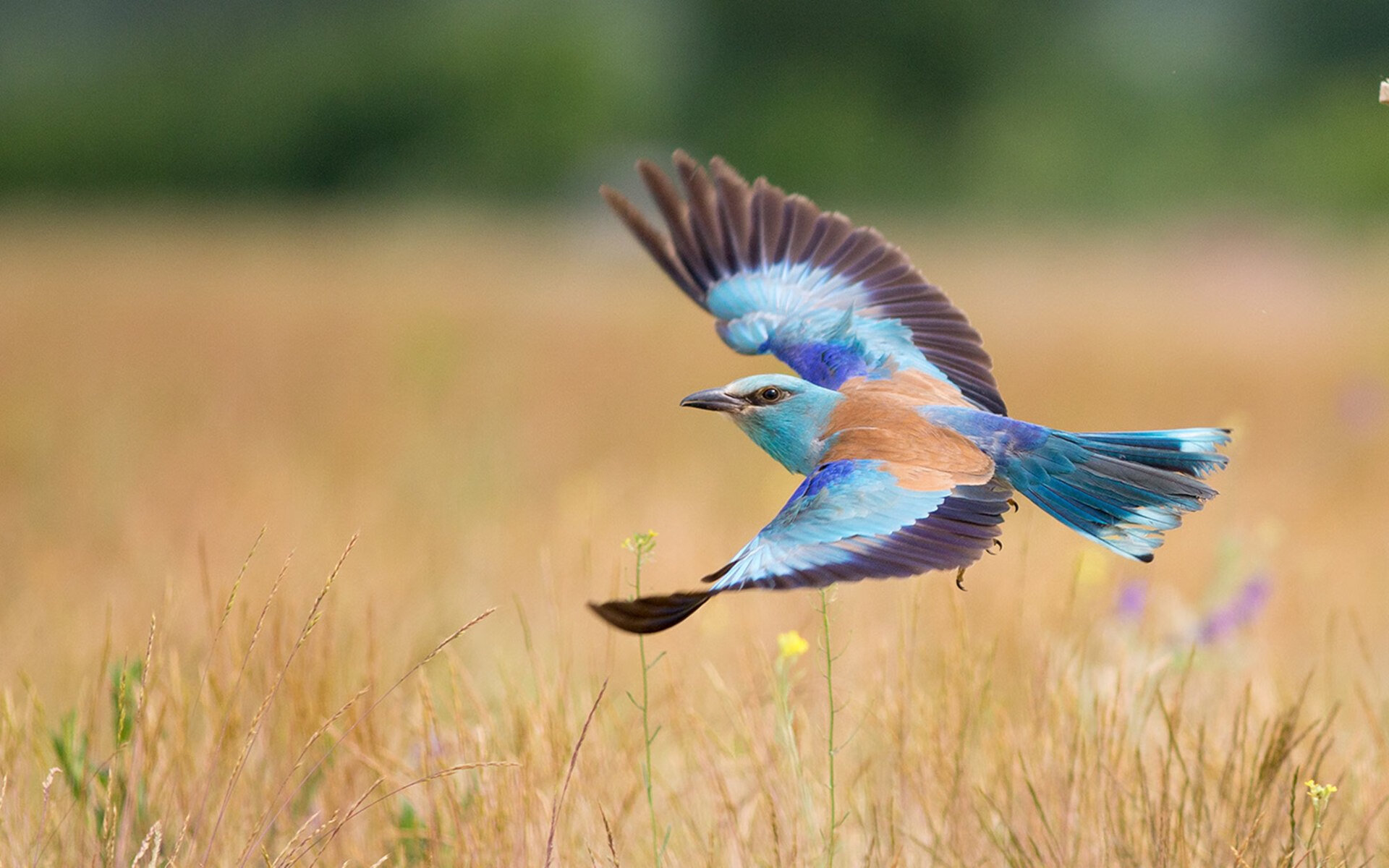 跨界风暴,美加墨世界杯焦点战中的雄鹿封锁独行侠篮球对决